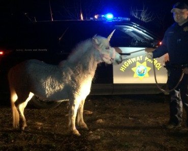 Runaway ‘Unicorn’ Leads Police On A 4-Hour Chase