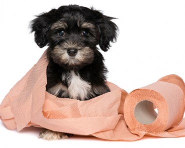 How To Potty-Train Your Dog Fast