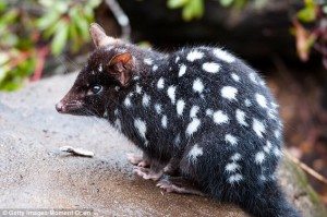 Photo of endangered eastern quoll from DailyMail.UK