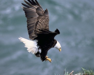 Dutch Police training Eagles to combat air threats including drones