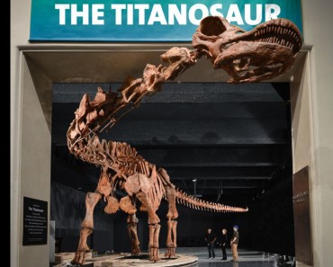 Largest Dinosaur Ever Discovered Comes to New York City