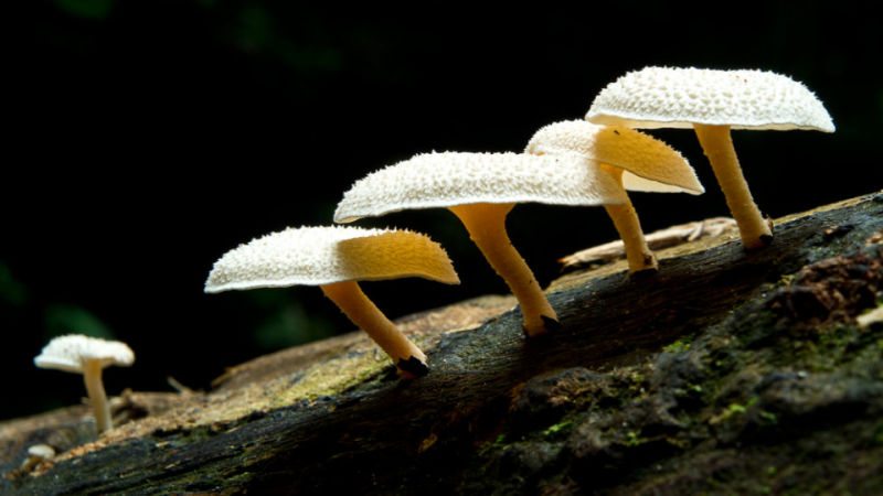Plastic Eating Fungi