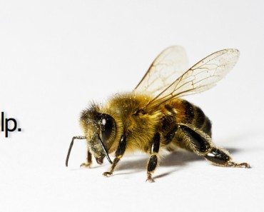 Bee-ing Bumble Bee Conscious
