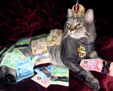 Top 19 Most Expensive Cat Breeds