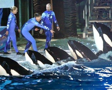SeaWorld Finally Yields on Orca Breeding Program
