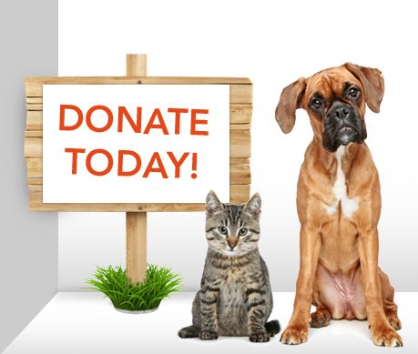 animal donate – Suggestive.com | Everyday News and Entertainment