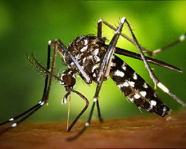 How-To Protect Yourself Against The Zika Virus