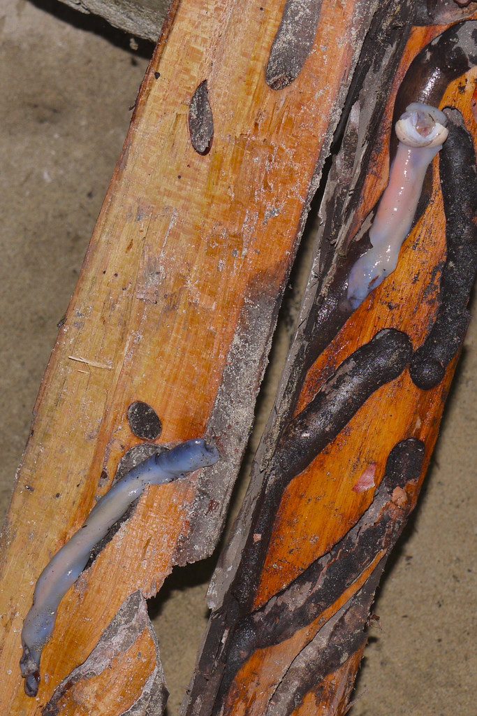 древесный червь фото