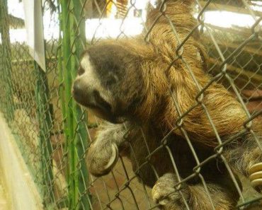 Sloth Sanctuary Scam, How To Help