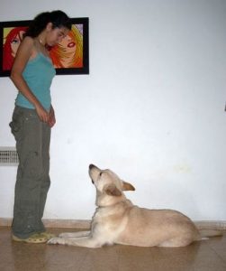 dog-training-body-language