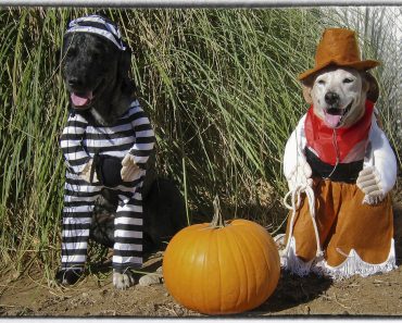 10 Spooktacular Halloween Costume Ideas For Pets