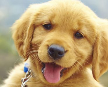 Getting A New Pup? Here’s A List of Everything You’ll Need