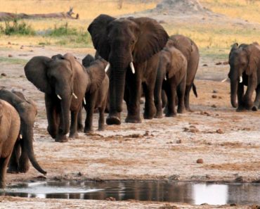 Trump to Keep Ban on Importing Elephant Trophies