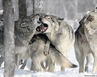 Legalization of Gray Wolf Hunting May Pass In Oregon