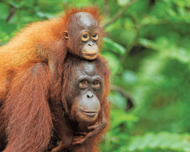 World’s Orangutan Population has Decreased by Half since 1999
