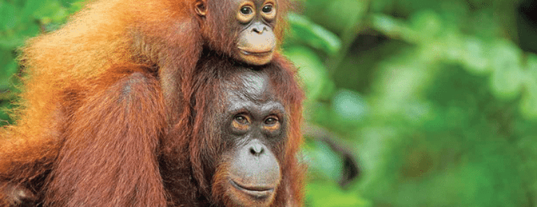 World’s Orangutan Population has Decreased by Half since 1999