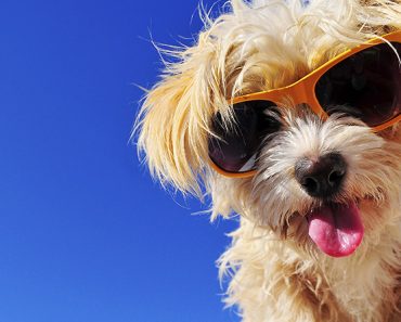 Five Outdoor Activities to with your Four-Legged Friends this Summer