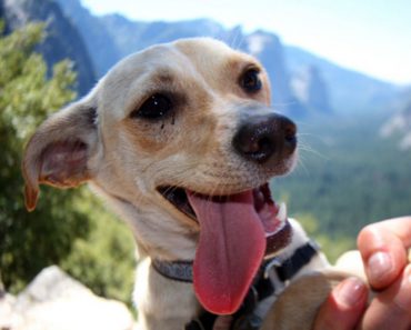How to Plan a National Parks Trip with your Dog in Mind