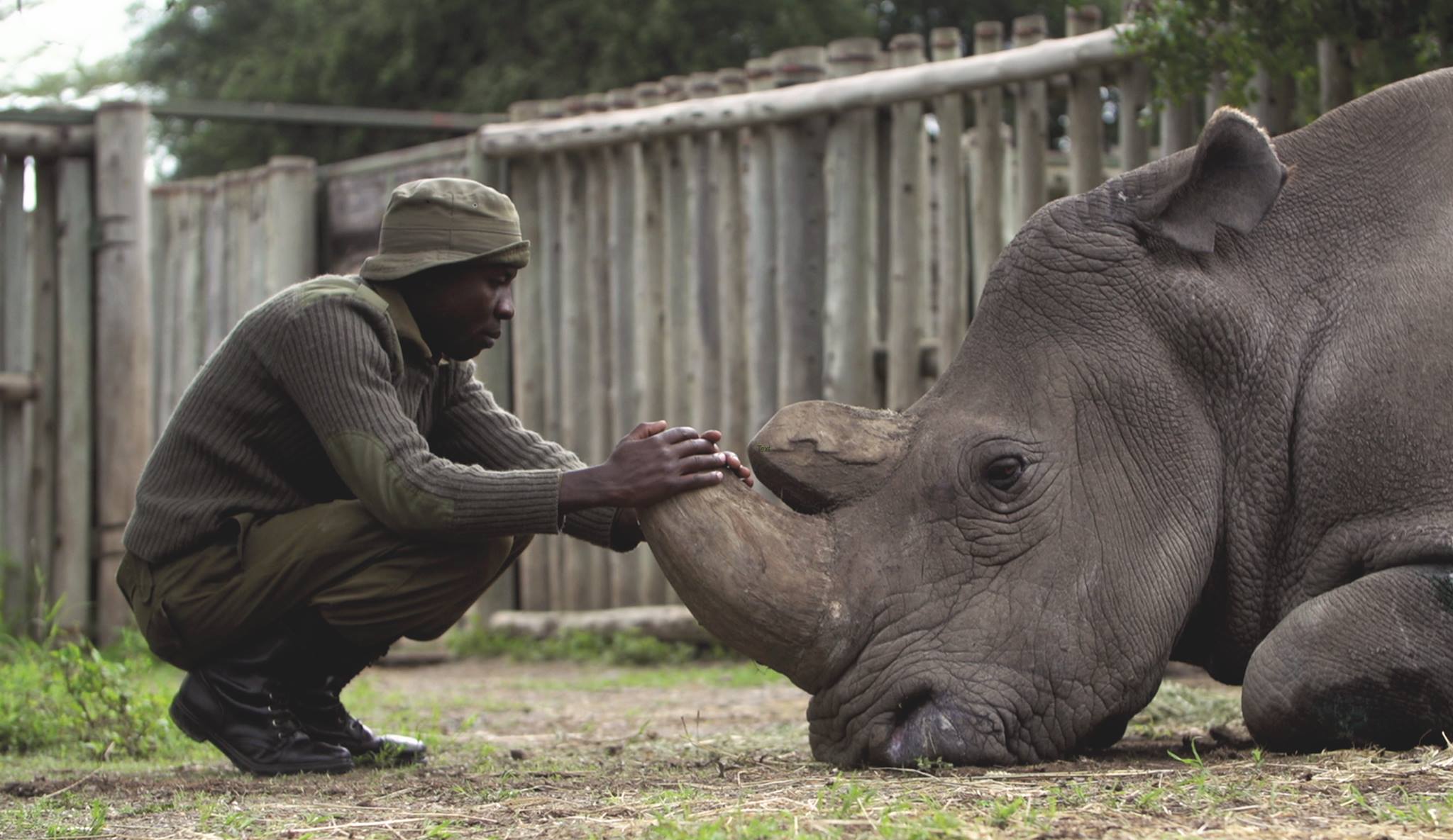 Keeping the Last Two Northern White Rhinos Alive – Suggestive.com