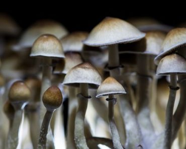 Denver Becomes First City to Decriminalize Magic Mushrooms