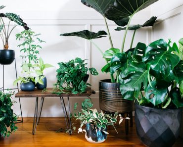 Five Perfect Plants to Brighten Your Space With