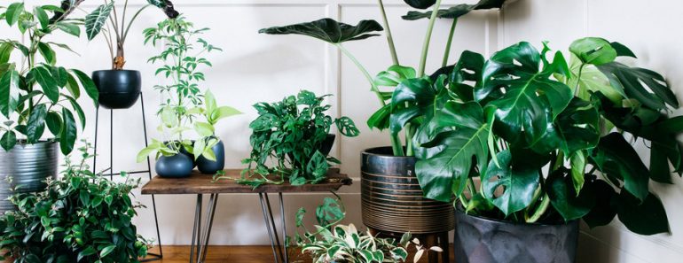 Five Perfect Plants to Brighten Your Space With