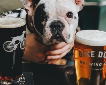 Fun Boozey Places You Can Visit with your Dog